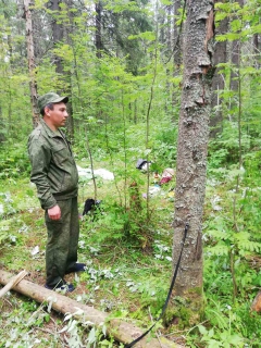 В Горнозаводском городском округе возбуждено уголовное дело в отношении местного жителя, который удерживал в лесу несовершеннолетнюю